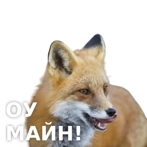 Стикер ЛисичкоПак