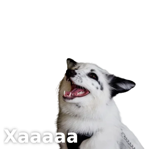 Стикер ЛисичкоПак