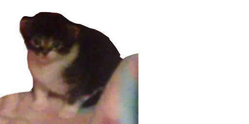 Стикер Little Kitties