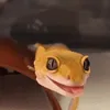 Стикер Lizard Boy