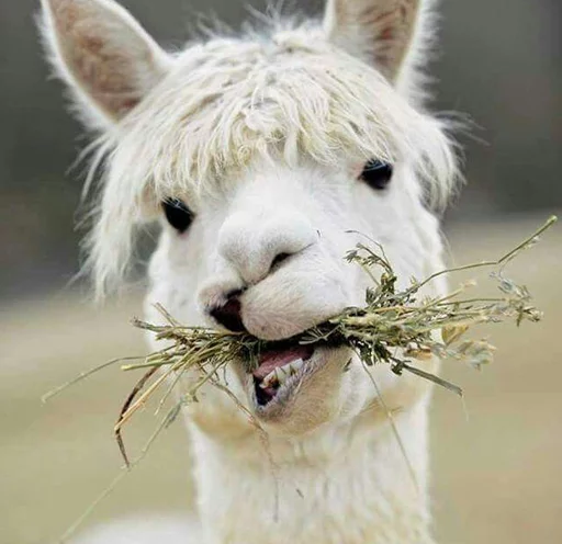 Стикер Llama Drama