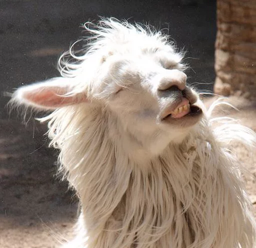 Стикер Llama Drama