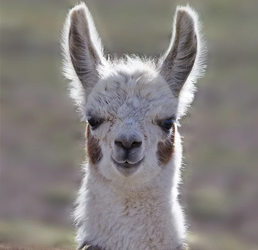 Стикер Llama Drama