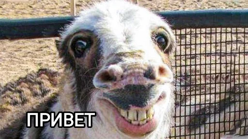 Стикер Funny animals - Loinyre