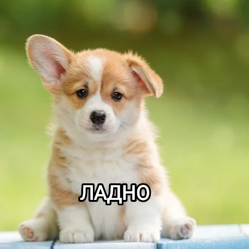 Стикер Funny animals - Loinyre