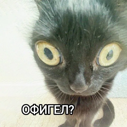 Стикер Funny animals - Loinyre