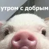 Стикер Funny Animals 4