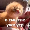Стикер Funny Animals 4