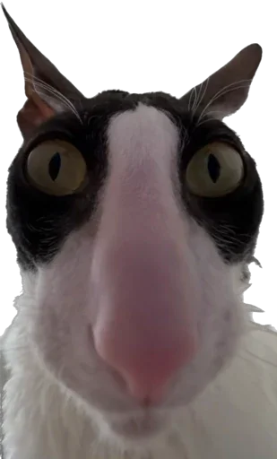 Стикер Lolipupppp