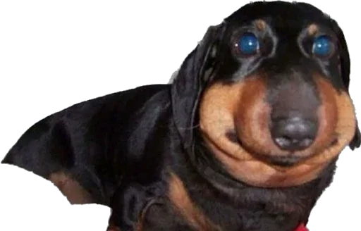 Стикер Lolipupppp