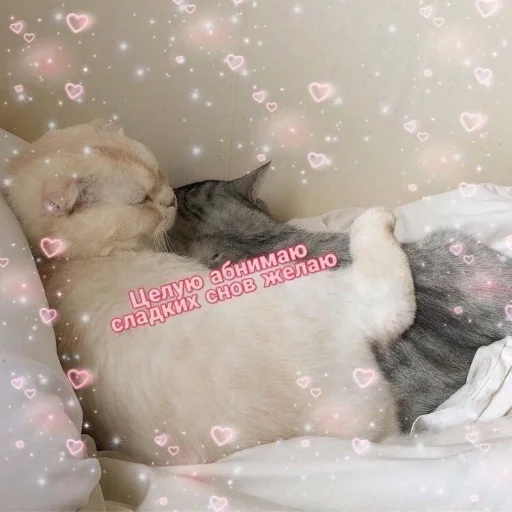 Стикер ProvinsiaAlkashki