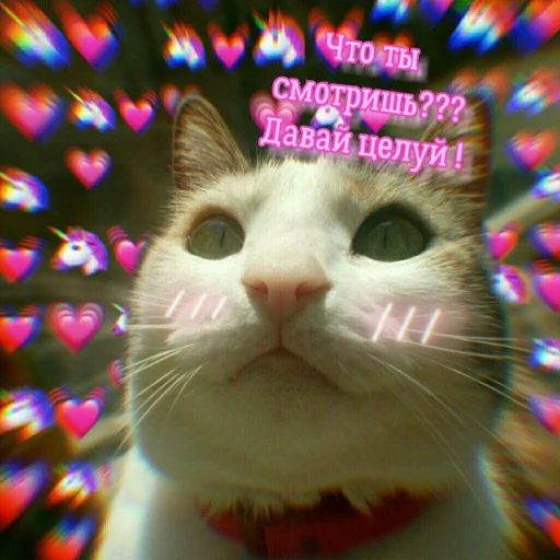 Стикер ProvinsiaAlkashki