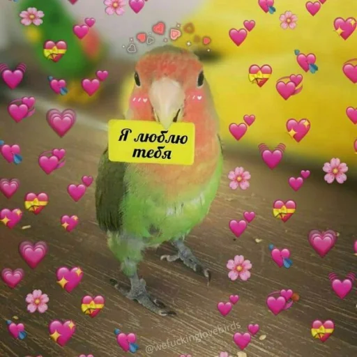 Стикер ProvinsiaAlkashki