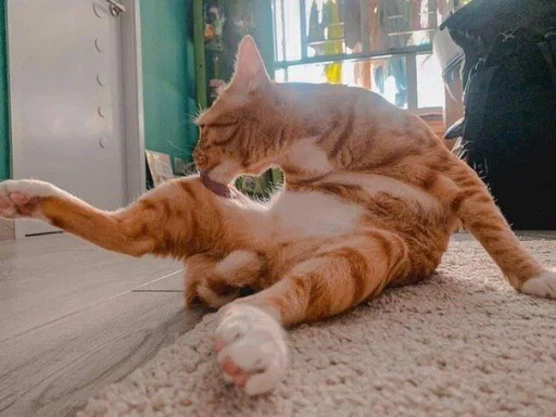 Стикер ProvinsiaAlkashki