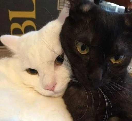 Стикер Love cats