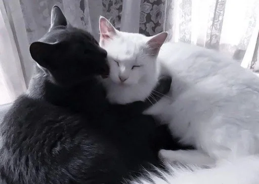 Стикер Love cats