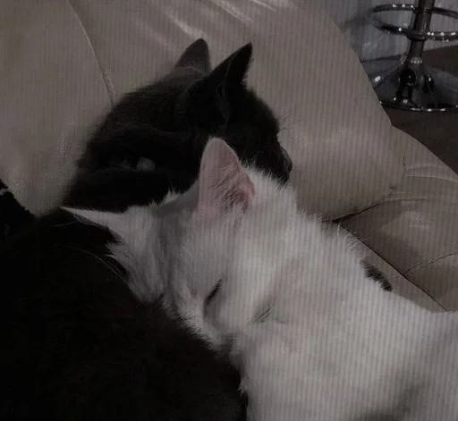 Стикер Love cats