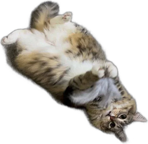 Стикер Luna the Oriental Cat