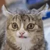 Эмодзи Cat memes