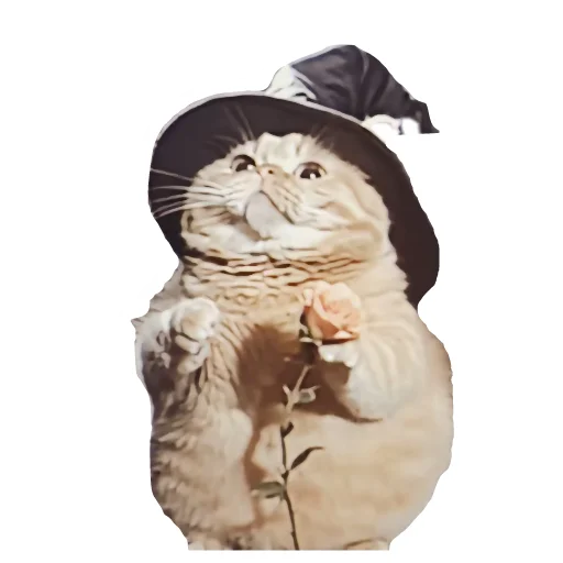 Стикер Magic Сat