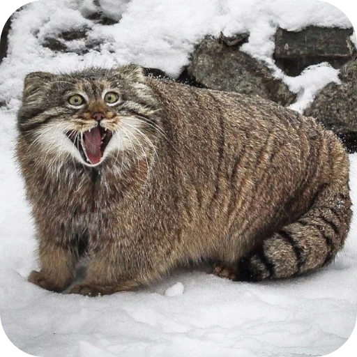 Стикер Манулы