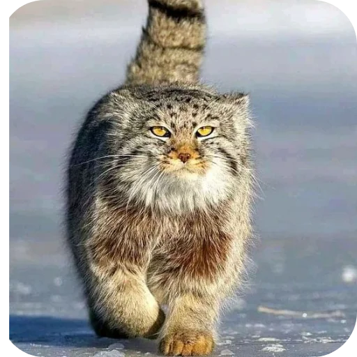 Стикер Манулы