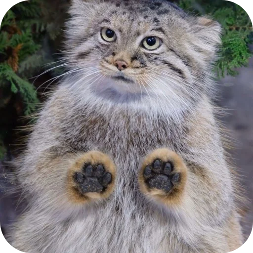 Стикер Манулы