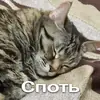 Стикер Кошки