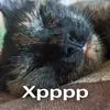 Стикер Кошки