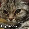 Стикер Кошки