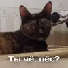 Стикер Кошки