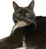 Стикер Cats