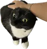 Стикер Cats