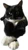 Стикер Cats