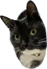 Стикер Cats