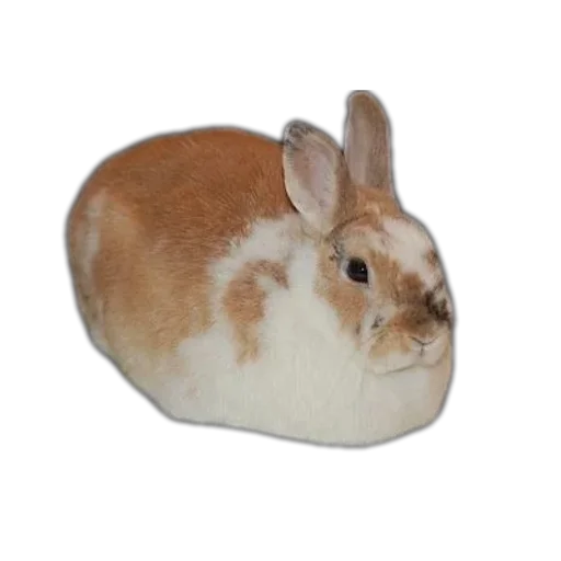 Стикер Bunny