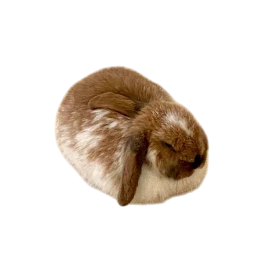 Стикер Bunny