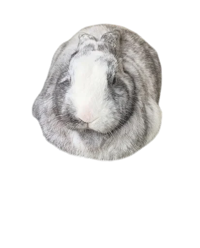 Стикер Bunny