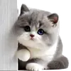 Стикер Котик Грей