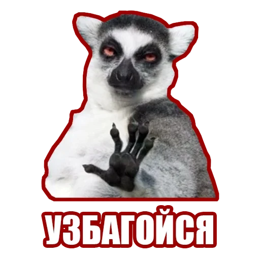 Стикер Рандомные мемы и пупы