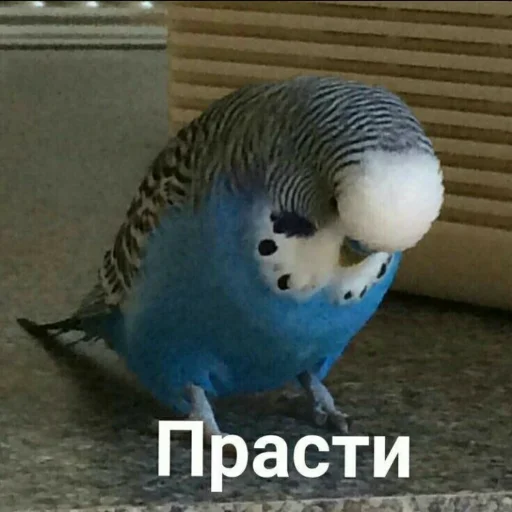 Стикер Мэмчики