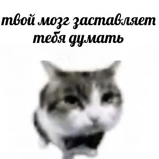 Стикер Meme