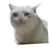 Стикер Мемы