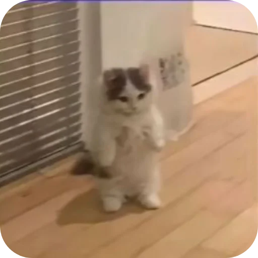 Стикер Meow fun