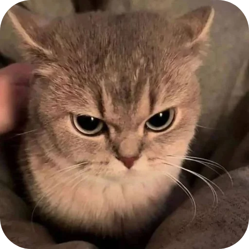 Стикер Meow fun