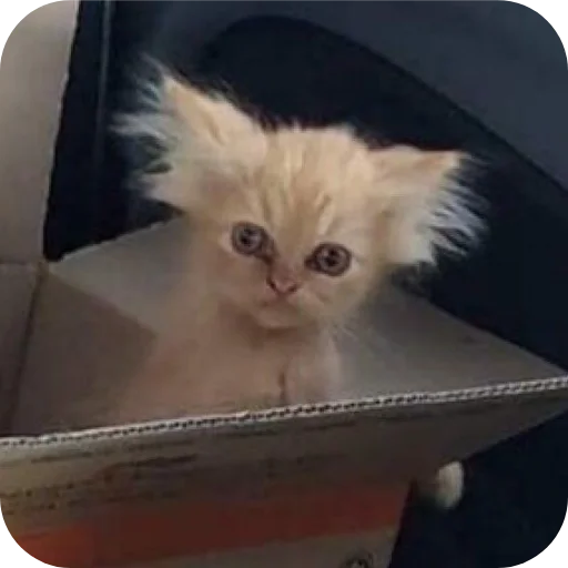 Стикер Meow fun