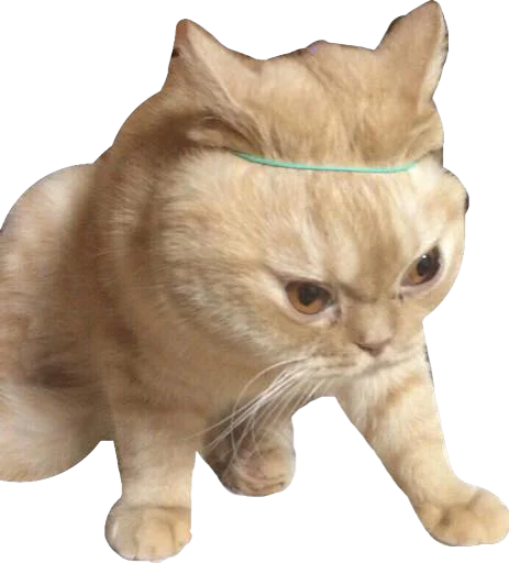 Стикер Мяу Please