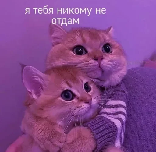 Стикер Милые Котики