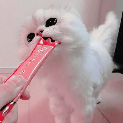 Стикер Miu Cats