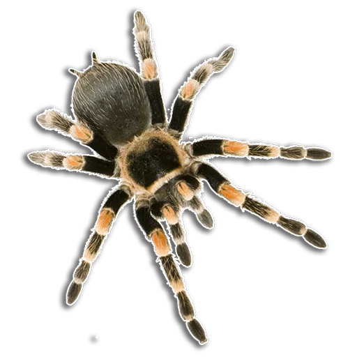 Стикер Spiders